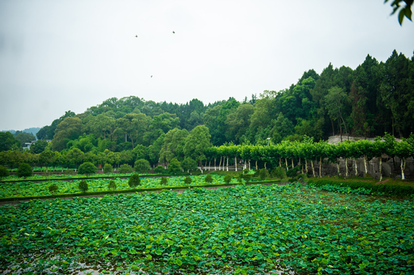 学风水，风水大师带领风水培训班弟子考察陈毅故居和祖坟风水